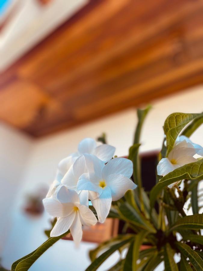 Beach Eco Stays Hotel Boutique Lagoinha パライパバ エクステリア 写真